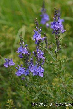 Veronica austriaca agg.