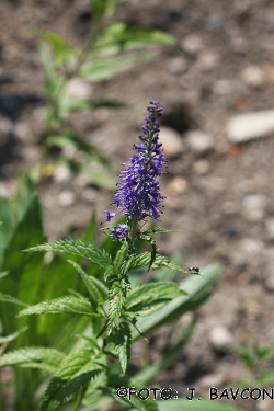 Veronica maritima