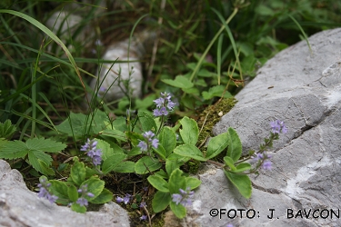 Veronica officinalis