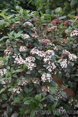 Viburnum tinus