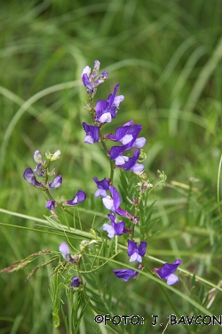 Vicia cracca