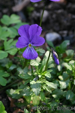 Viola cornuta