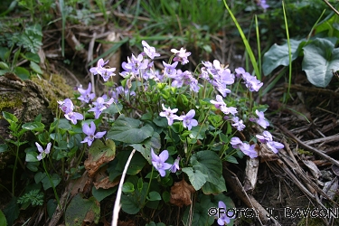 Viola odorata