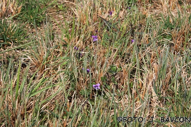 Viola palustris