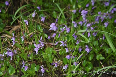 Viola uliginosa