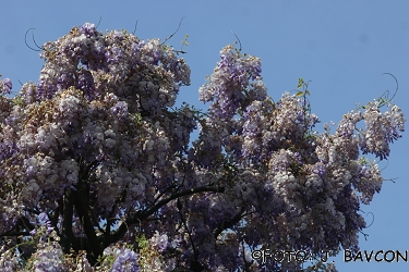 Wisteria sinensis