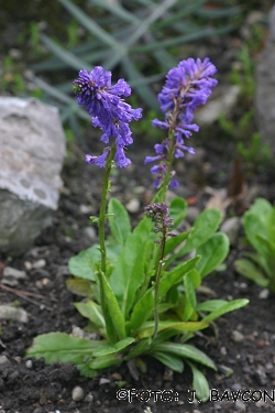 Wulfenia carinthiaca