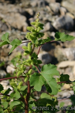 Xanthium strumarium