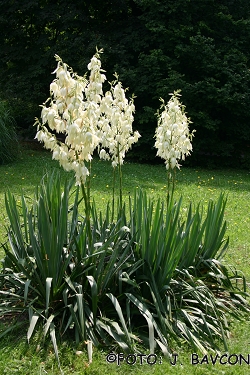 Yucca filamentosa