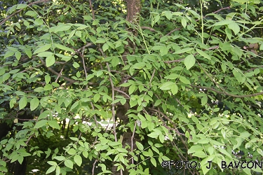 Zanthoxylum americanum