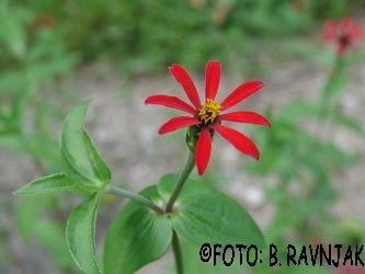 Zinnia pauciflora