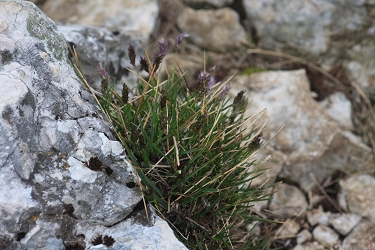 Sesleria caerulea subsp. calcaria - pisana vilovina