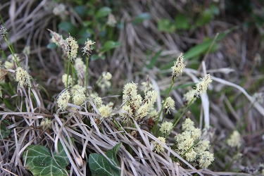Carex montana - gorski šaš