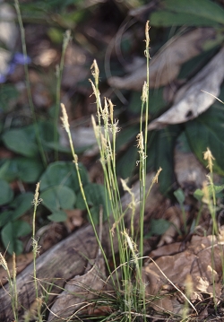 Carex alba - beli šaš