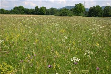 Suhi travnik, na obrobju Ljubljane, travniške rastline