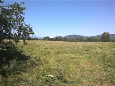 Suhi travnik, na obrobju Ljubljane, travniške rastline, pokošena trava, košnja trave