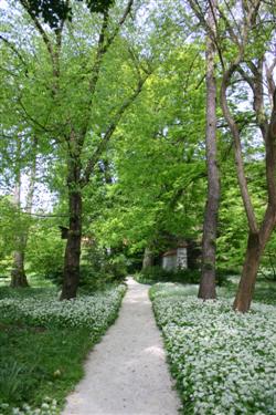 arboretum, botanični vrt, čemaž, Allium ursinum