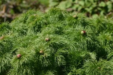 Ozkolistna potonika, Paeonia tenuifolia, botanični vrt