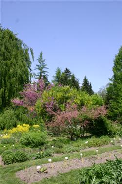 rastlinski sistem, osrednji del vrta, botanični vrt