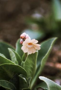 Idrijski jeglič, Primula x venusta, botanični vrt