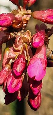 Japonske češnje 2026 Japonske češnje 2026