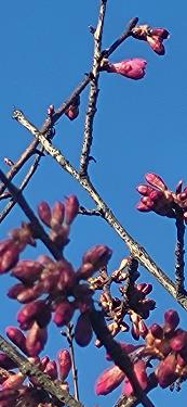 Japonske češnje 2026 Japonske češnje 2026