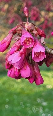 Japonske češnje 2026 Japonske češnje 2026