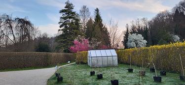 Japonske češnje 2026 Japonske češnje 2026