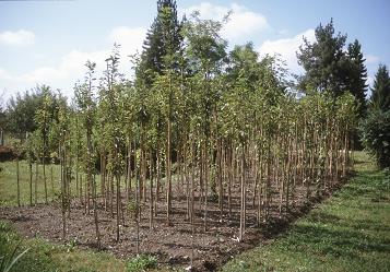 Japonske češnje Japonske češnje