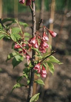 Japonske češnje Japonske češnje