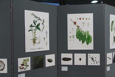 botanicne ilustracije ljubljanskih tropov