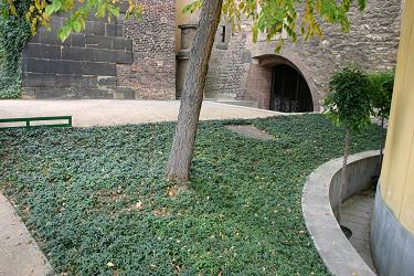 Plečnikove rastline