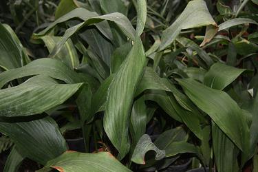 Plečnikove rastline