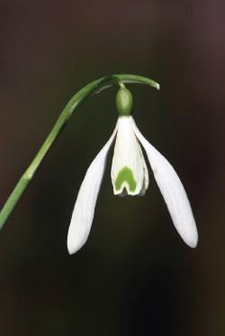 Common Snowdrops Common Snowdrops (Galanthus nivalis L.) CULTIVARS IN SLOVENIA