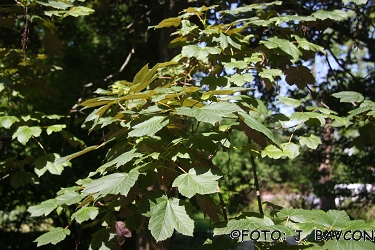 Acer pseudoplatanus \'Atropurpureum\'