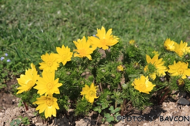 Adonis vernalis