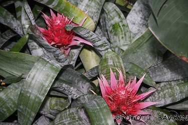 Aechmea fasciata