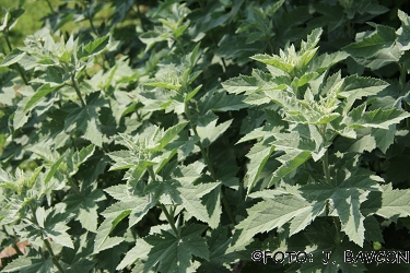 Althaea taurinensis