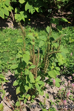 Amaranthus sylvestris