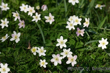 Anemone nemorosa