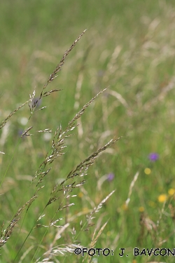 Arrhenatherum elatius