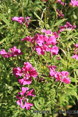 Clarkia pulchella