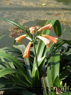 Clivia miniata