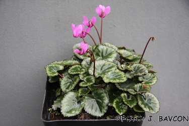 Cyclamen purpurascens \'Ledeni\'