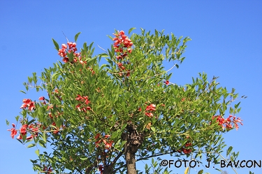 Erythrina crista-galli