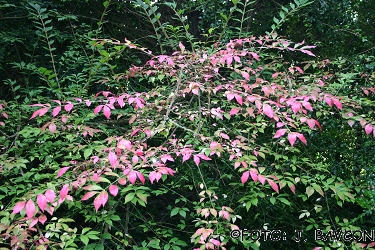 Euonymus verrucosa