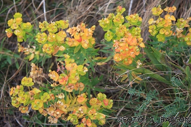 Euphorbia fragifera