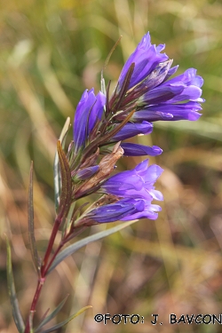 Gentiana pneumonanthe