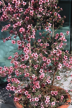 Leptospermum scoparium \'Pink Queen\'