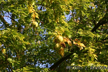 Maclura pomifera